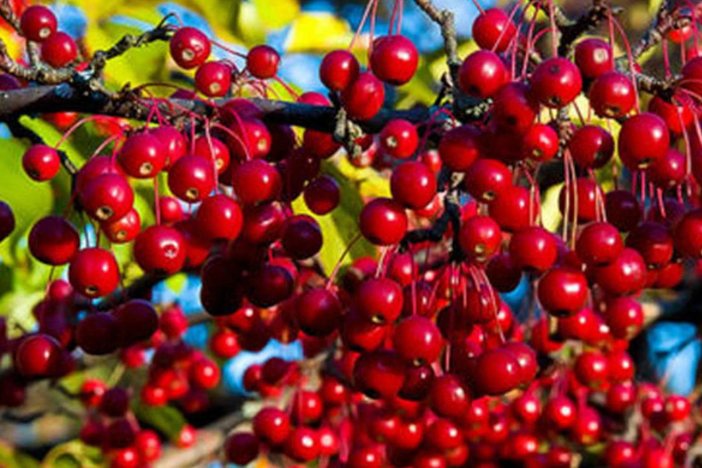 Aronia arbutifolia (Red Chokeberry) | 2 Bare-Root Shrubs | Pollinator-Friendly | Fall Color & Edible Berries | Wet Soil Tolerant
