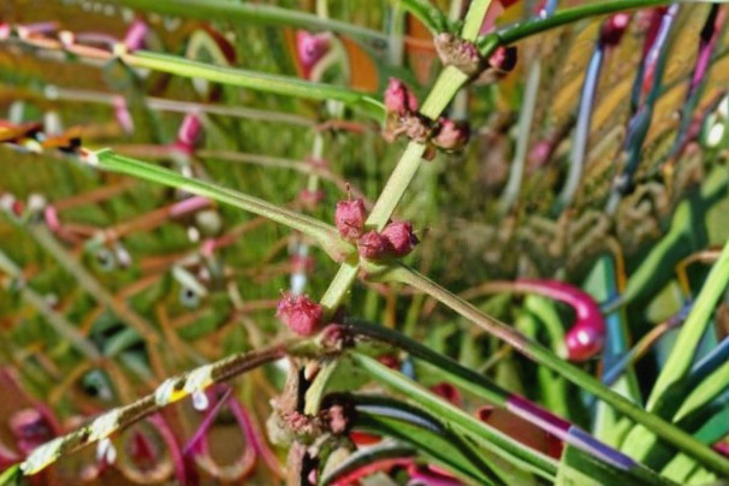 1000 Scarlet Toothcup Seeds - Vivid Red Aquatic Wildflower