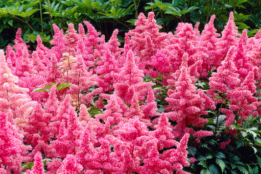Astilbe 'Heavy Metal' Bare Root Plant | Ruby Red Blooms | Shade-Loving Perennial | 2-3 Eye Healthy Roots | Deer & Rabbit Resistant