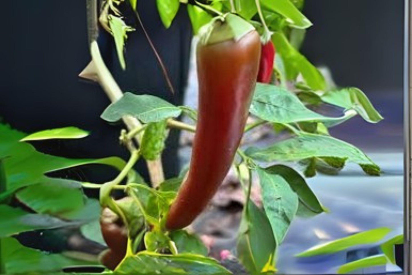 Hatch Giuzeppi Hot Pepper Seeds: 250 mg Non-GMO Chili Variety
