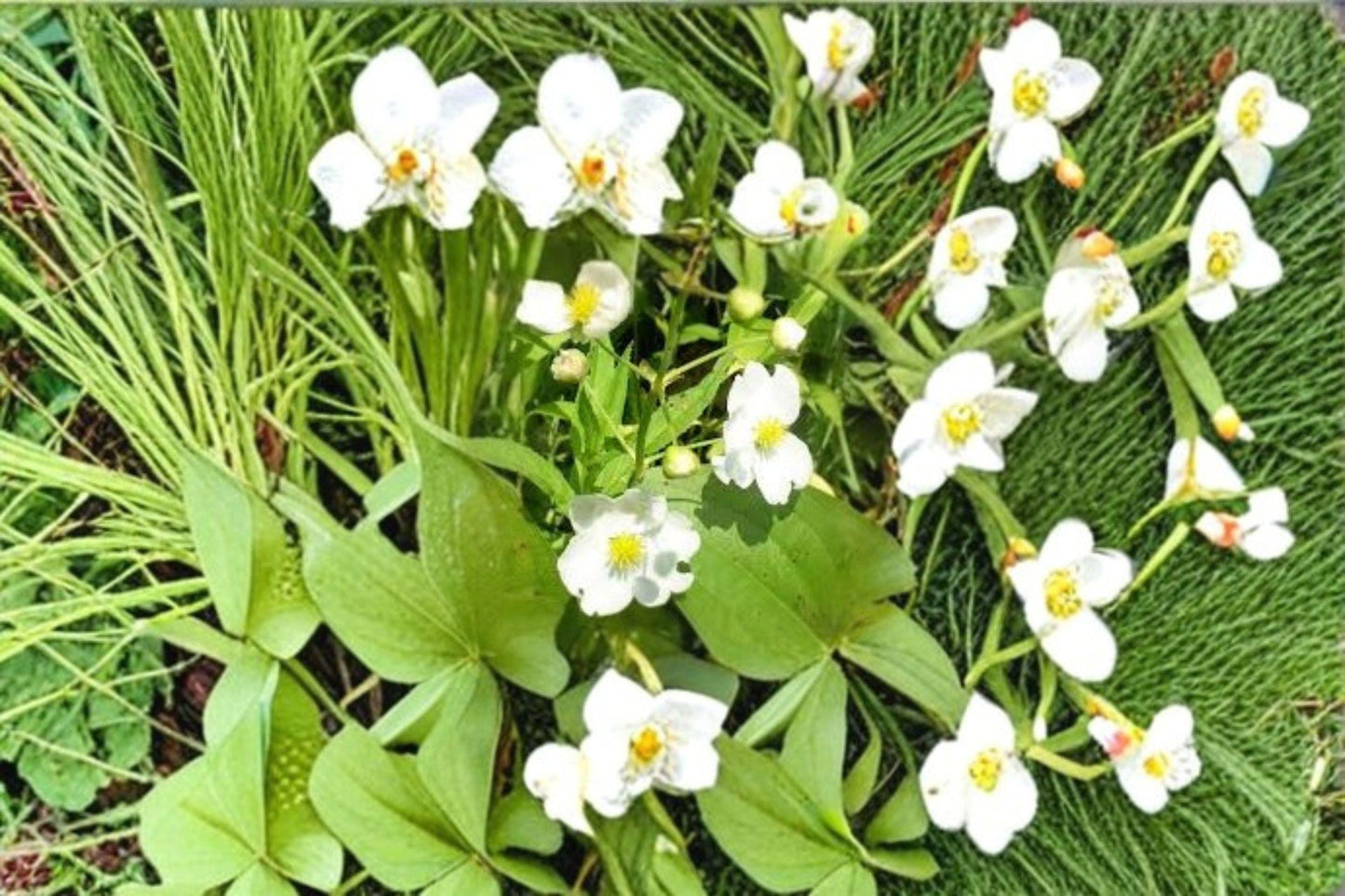 500 Seeds for Planting Common Arrowhead – Sagittaria latifolia, Native Aquatic Plant for Ponds & Wetlands