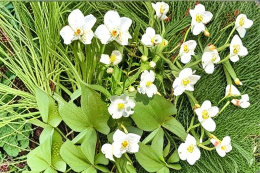500 Seeds for Planting Common Arrowhead – Sagittaria latifolia, Native Aquatic Plant for Ponds & Wetlands