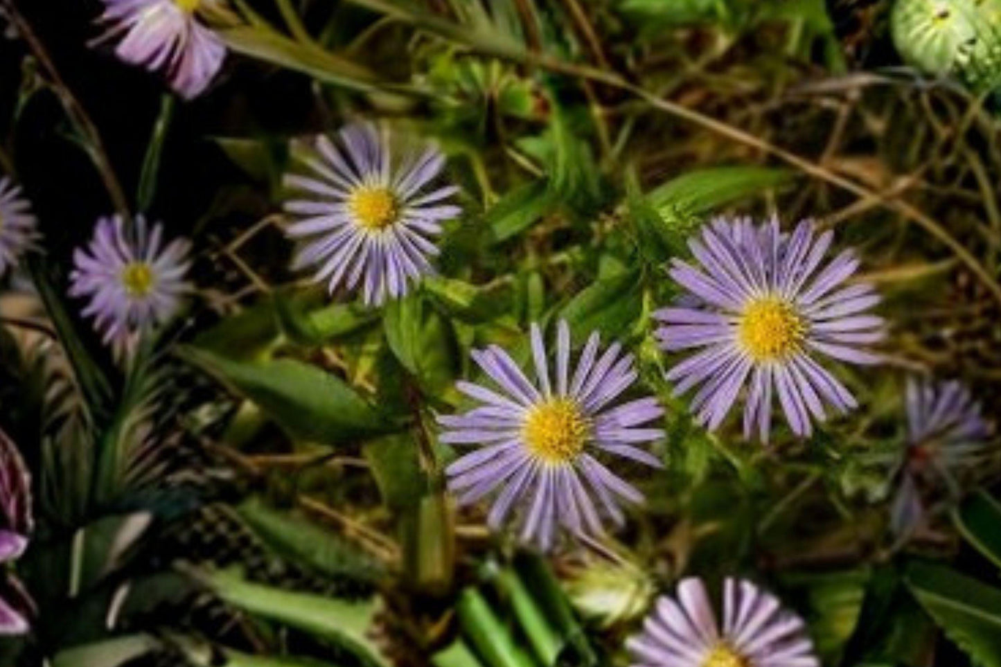 100 Shining Aster Seeds – Symphyotrichum firmum – Native Pollinator Flower