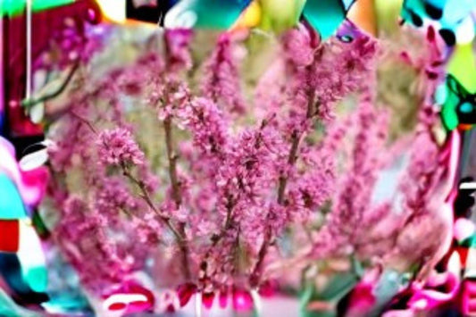 10 Seeds | Cercis chinensis | Chinese Redbud Tree | Ornamental Flowering Tree | Pink Spring Blooms