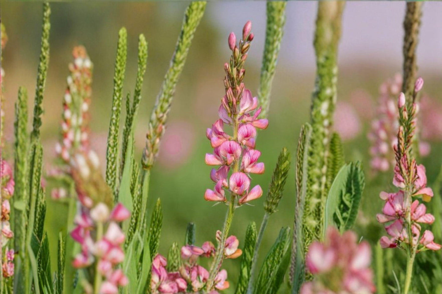 100 Sainfoin Shoshone Seeds – Onobrychis viciifolia – Forage Legume – Pollinator Plant – Nitrogen Fixer