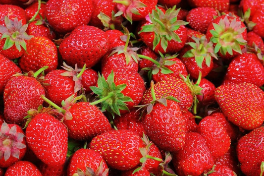 12 Mara Des Bois Strawberry Plants | Everbearing | Bare Root | Super Sweet & Fragrant | USDA Zones 4-9 | High Yield | Great for Containers