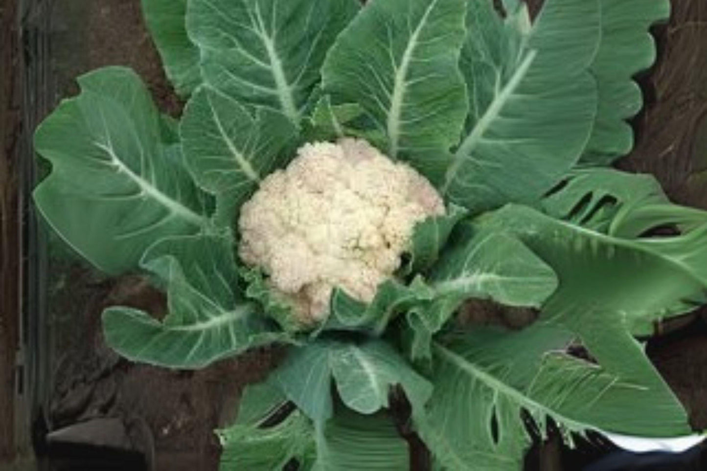 1g Seeds Cauliflower Self Blanching | Easy Grow White Heads | Non-GMO Heirloom Garden Vegetable