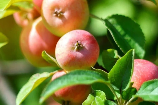 Live Winesap Apple Tree (2-3ft) | Sweet & Tart Fruit | Bare Root | Plant Now for Spring