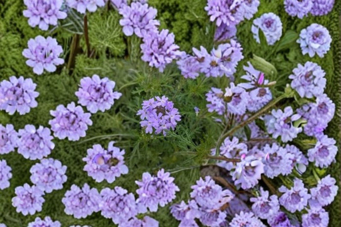 50 Seeds Glandularia bipinnatifida — Dakota Vervain, Native Purple Wildflower for Meadows & Dry Gardens