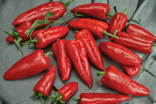 250mg Seeds Giant Marconi Red Sweet Pepper | Heirloom Garden Seeds