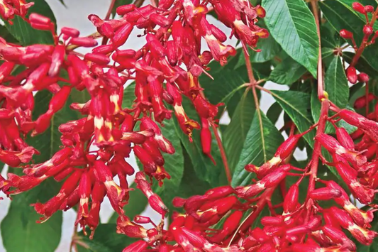2 Buckeye Red Tree Bare-root, Stunning Red Spring Blooms, Oval Shape, Great Specimen Tree, Early Foliage, Zones 4-8