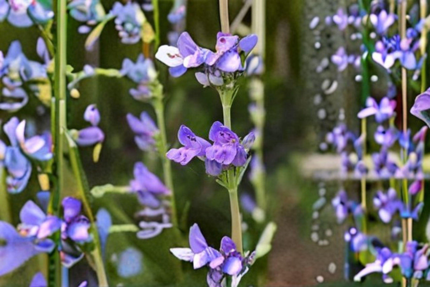 100 mg Penstemon payettensis Seeds – Payette Beardtongue Wildflower for Pollinator & Native Gardens