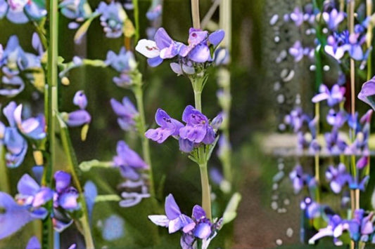 100 mg Penstemon payettensis Seeds – Payette Beardtongue Wildflower for Pollinator & Native Gardens