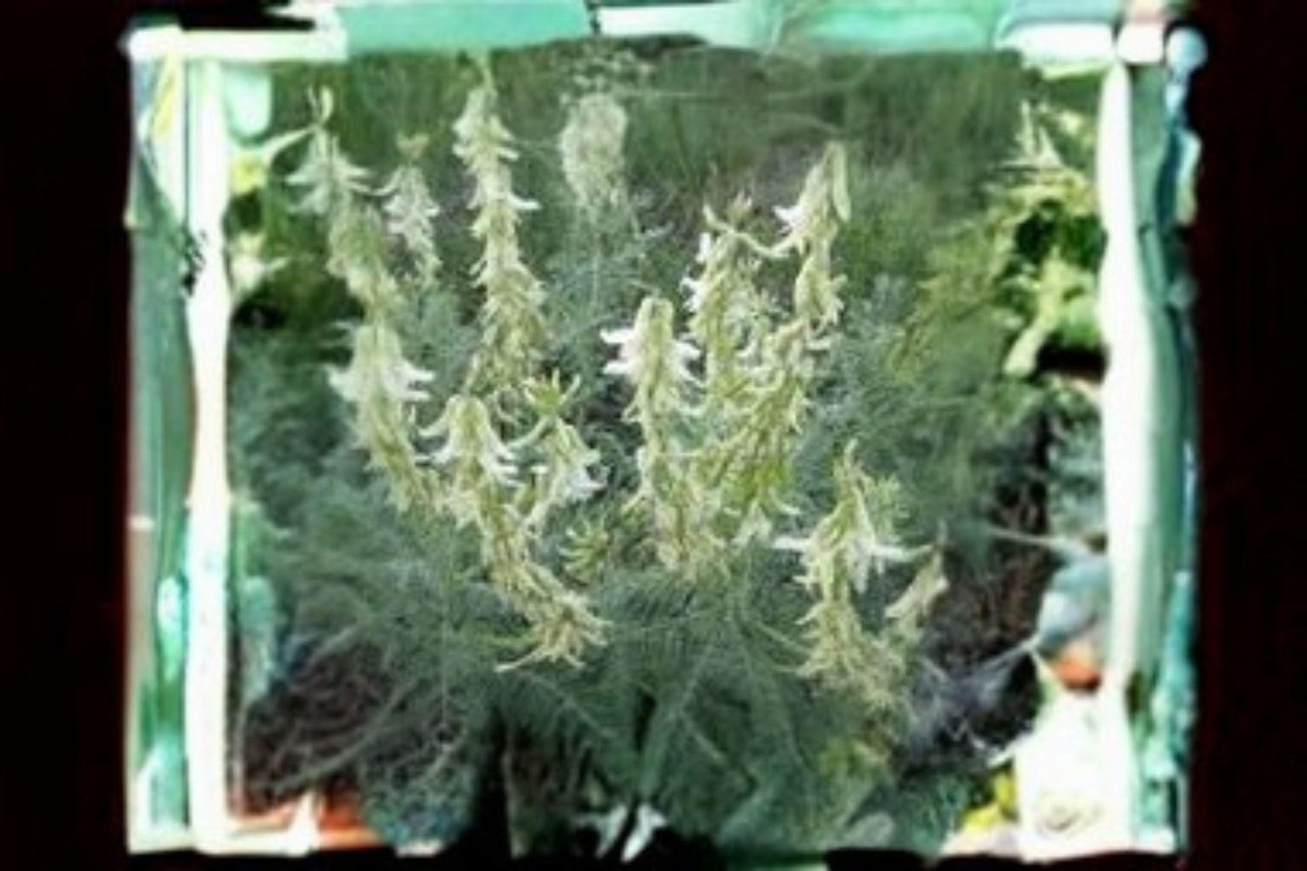 30 Seeds Astragalus drummondii — Woolly Milkvetch, Hardy Native Perennial for Dry & Open Landscapes
