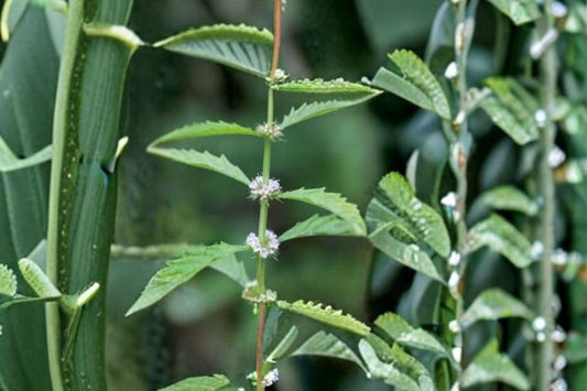 500 American Bugleweed Seeds – Lycopus americanus – Native Wetland Plant – Pollinator Friendly – Bulk Seeds