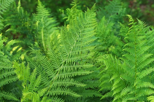 10 Lady Fern (Athyrium filix-femina) Bare Root Plants - Native Woodland Perennial, Shade-Loving, Cold-Hardy, Deer-Resistant Fern