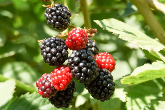 3 Apache Thornless Blackberry Plants - Bare Root, Rubus Fruit Bush, Easy to Grow, High-Yield, Sweet Berries
