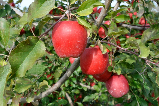 Live Gala Apple Tree 2-3ft Tall, Bare Root, Spring Ready, Hardy Zones 5-8, Perfect for Orchard or Garden