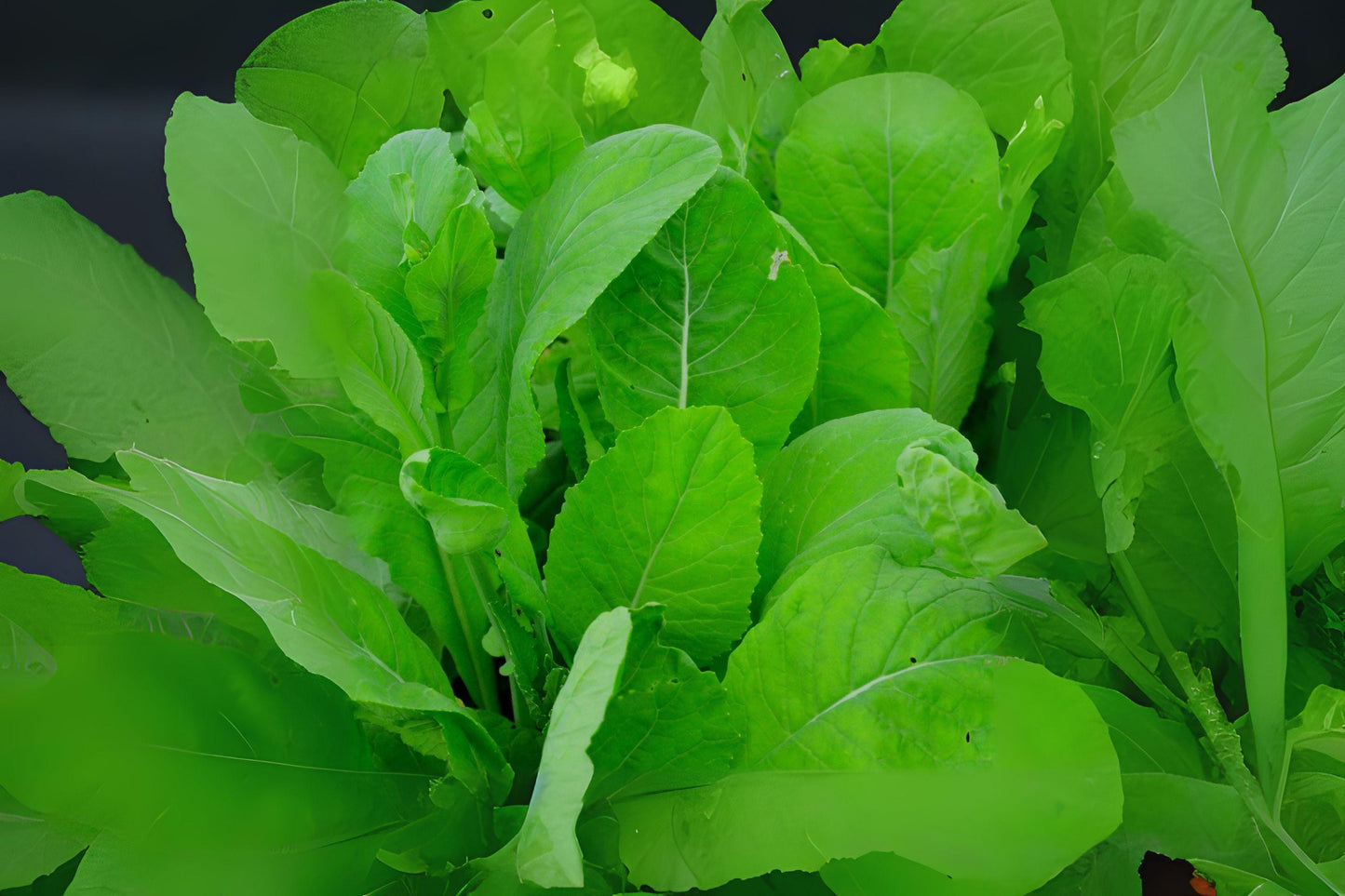 300 Komatsuna Seeds: Mustard Green Spinach Tendergreen for Asian Cooking