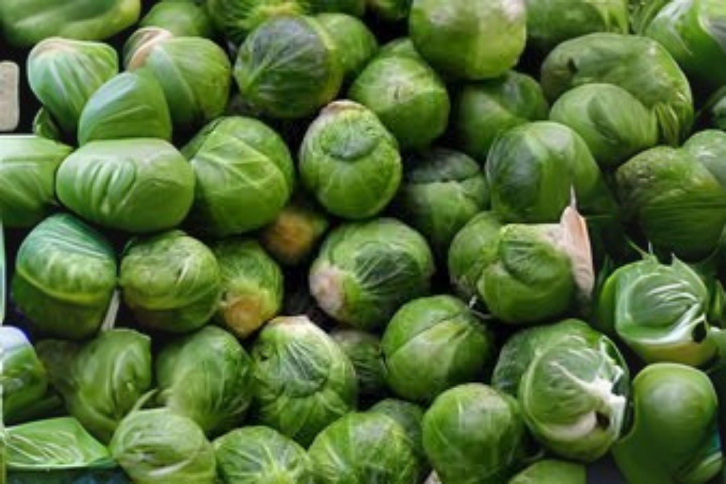 250 Brussels Sprouts Long Island Improved Seeds – Heirloom, Compact Plants with Tender, Flavorful Sprouts