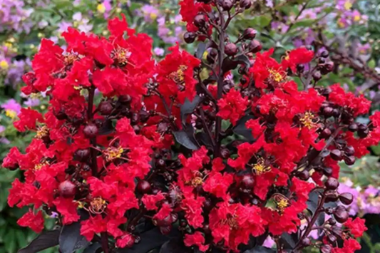 2 Red Crape Myrtle Trees 2ft | Live Bare Root Trees | Fast-Growing Red Blooms | Zones 7-9