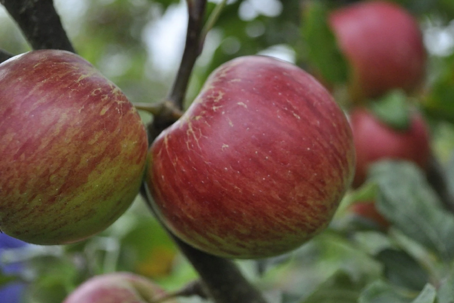 JonaGold Apple Tree 2-3ft | Live Bare Root Fruit Tree | Sweet-Tart Apples | Cold Hardy Zones 4-8