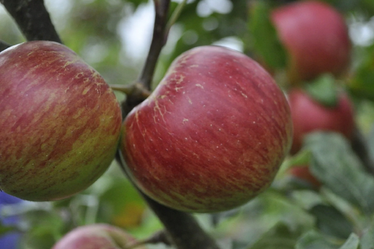 JonaGold Apple Tree 2-3ft | Live Bare Root Fruit Tree | Sweet-Tart Apples | Cold Hardy Zones 4-8