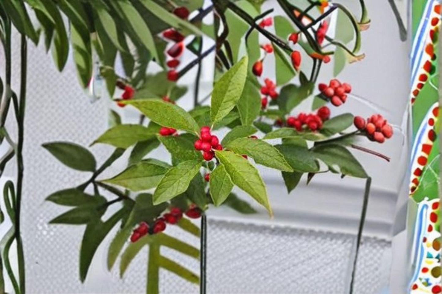 250 mg Seeds | Ilex verticillata Winterberry Holly | Red Berry Shrub | Native Ornamental Plant