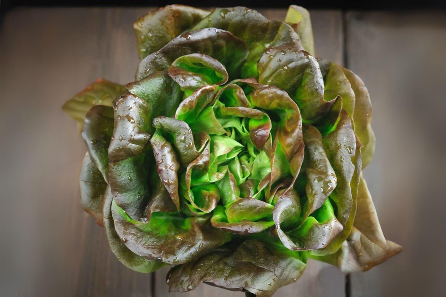 700 Seeds Bronze Mignonette Butterhead Lettuce – Heirloom Bronze-Tinted Leaves, Tender & Flavorful