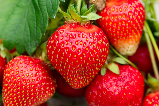 Jewel Strawberry Plants - Bare Root, Delicious Sweet Strawberries