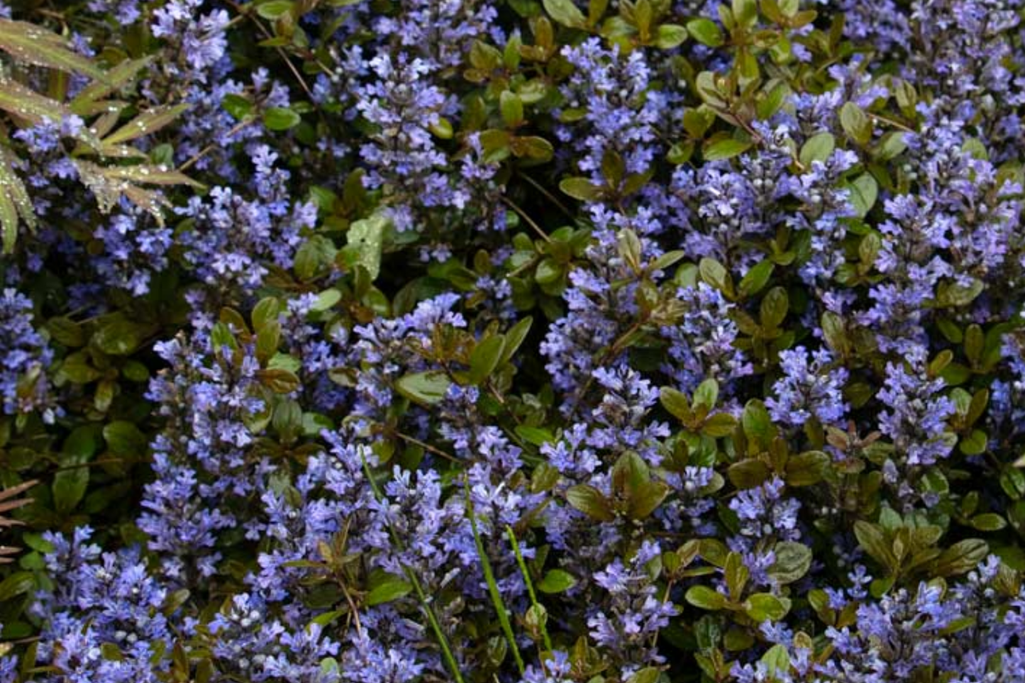 3 Live Ajuga Chocolate Chip Bugleweed Plants - Bare Root Perennial Ground Cover