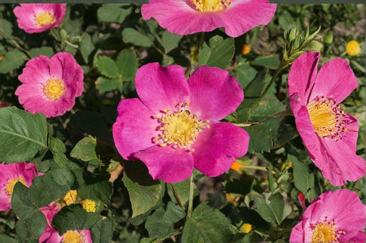 25 Rosa woodsii Seeds – Common Wild Rose – Native Prairie Shrub