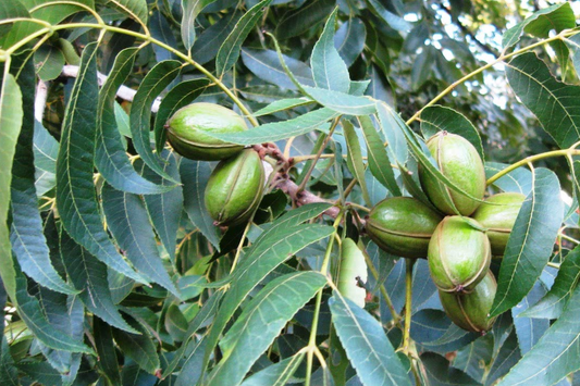 2 Hardy Pecan Tree Seedlings (Bare Root) - Live Nut Trees for Planting