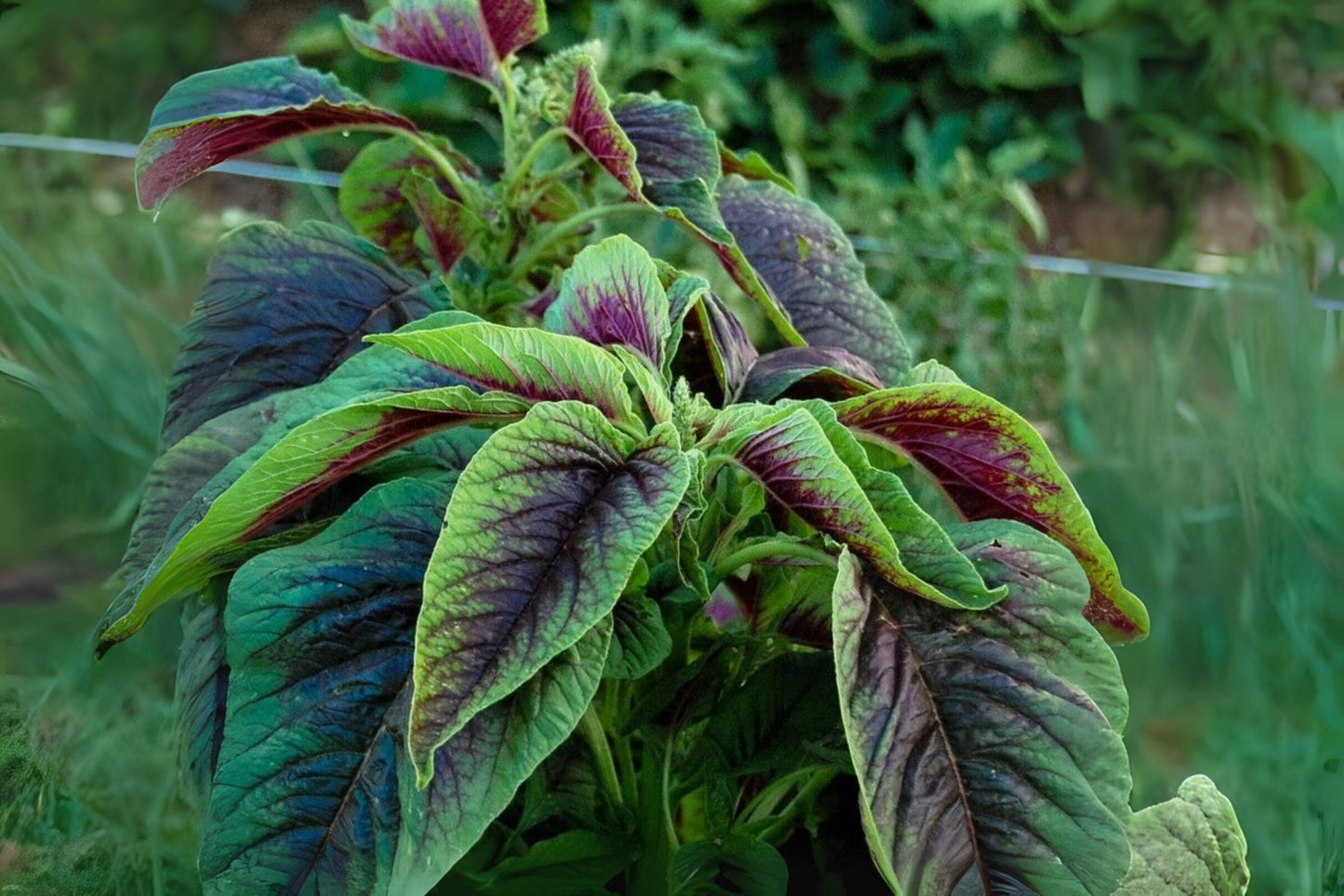 500 Red Stripe Amaranth Seeds: Tricolor Heirloom Vegetable Garden