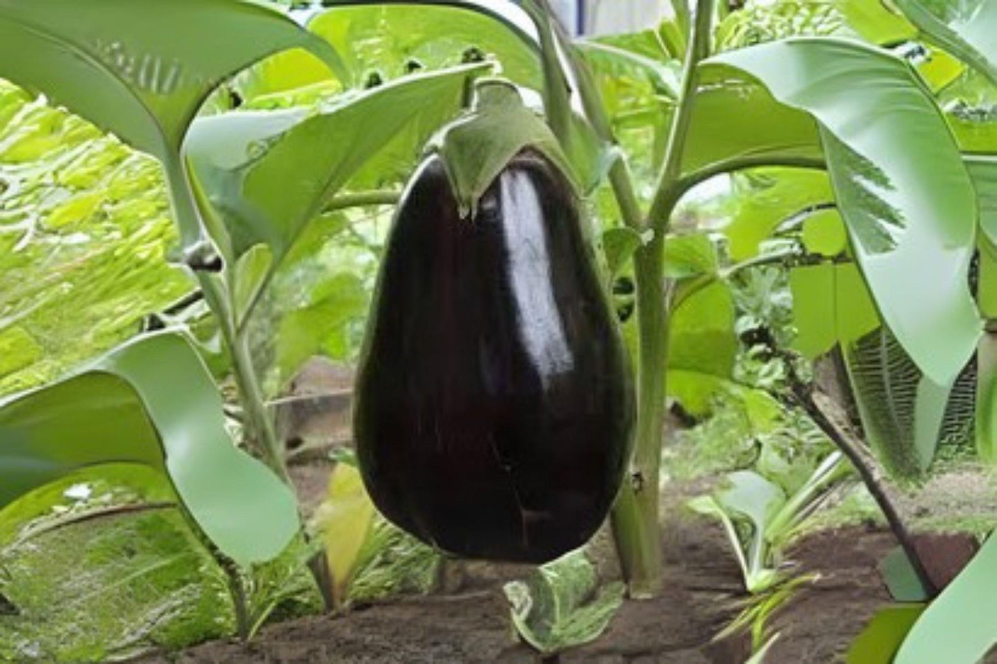 Black Beauty Eggplant Seeds: Heirloom Variety, Large Glossy Fruits (50 Seeds)