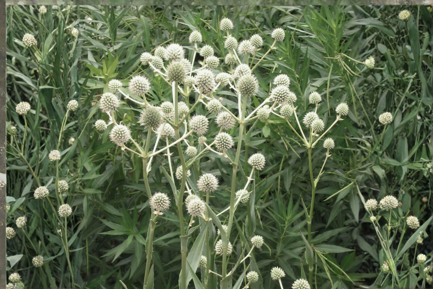 100 Seeds Eryngium yuccifolium (Rattlesnake Master) – Native Prairie Wildflower, Pollinator & Drought-Tolerant Plant