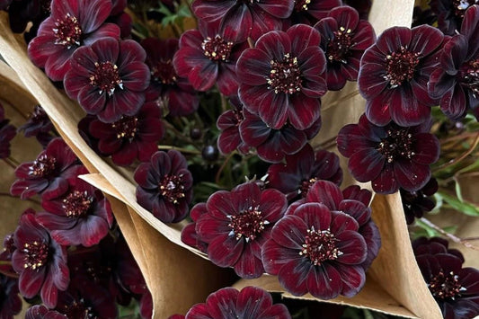 Chocolate Cosmos Seeds - 200+ Rare Flower Seeds - USA Grown -  - Vanilla Scented - Dark Blooms - Butterfly Attractor