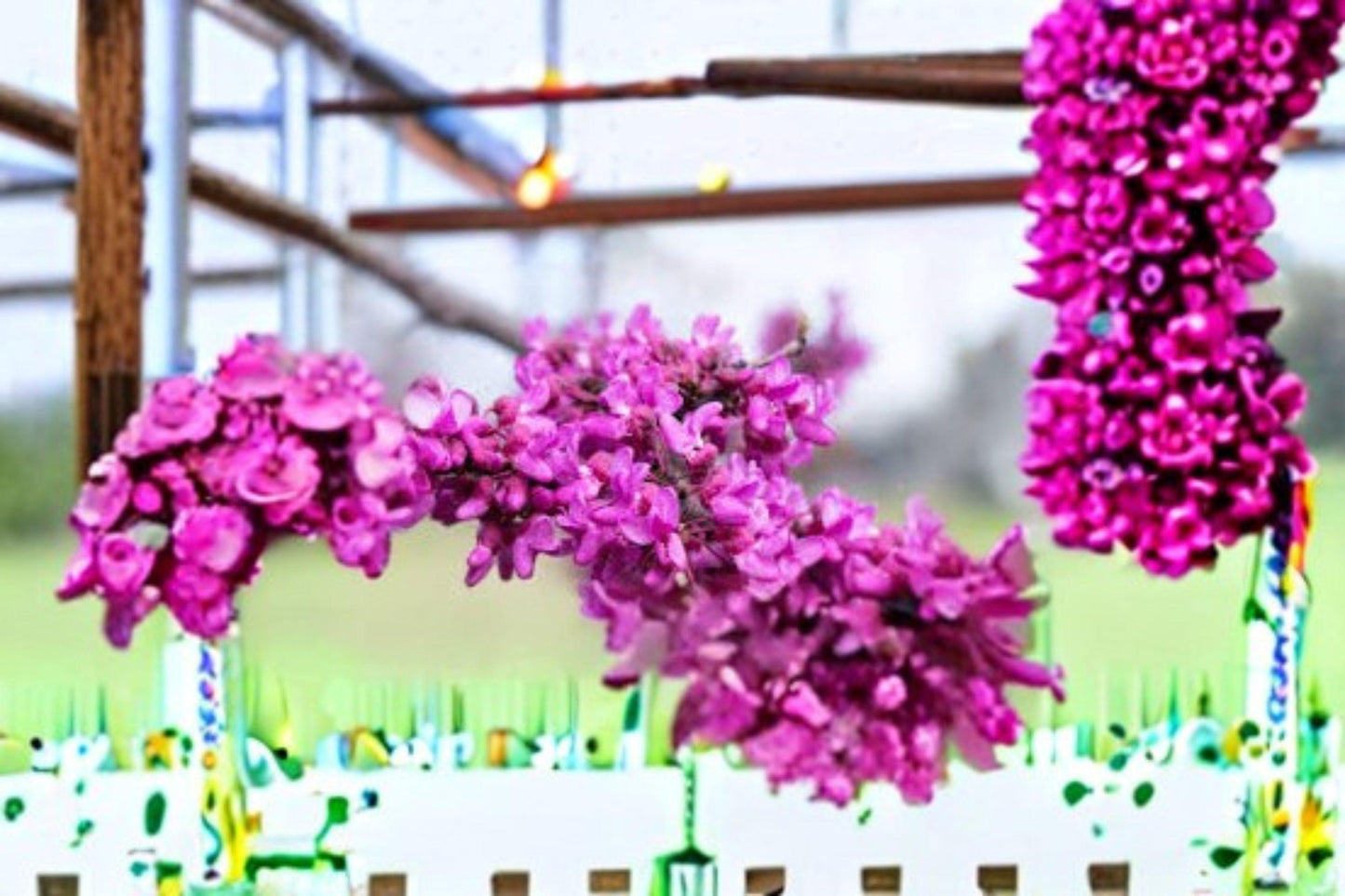 10 Seeds for Planting Cercis gigantea – Giant Redbud Tree, Ornamental Pink Flowering Tree