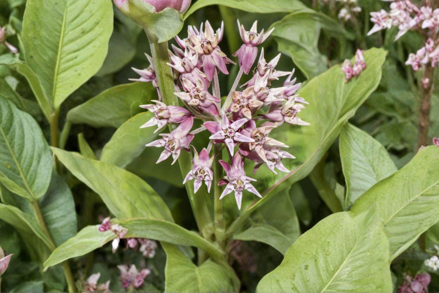 15 Showy Milkweed Seeds – Asclepias speciosa – Monarch Butterfly Host Plant