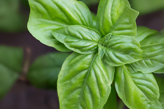700 Genovese Basil Seeds: Italian Heirloom Herb for Cooking & Pesto