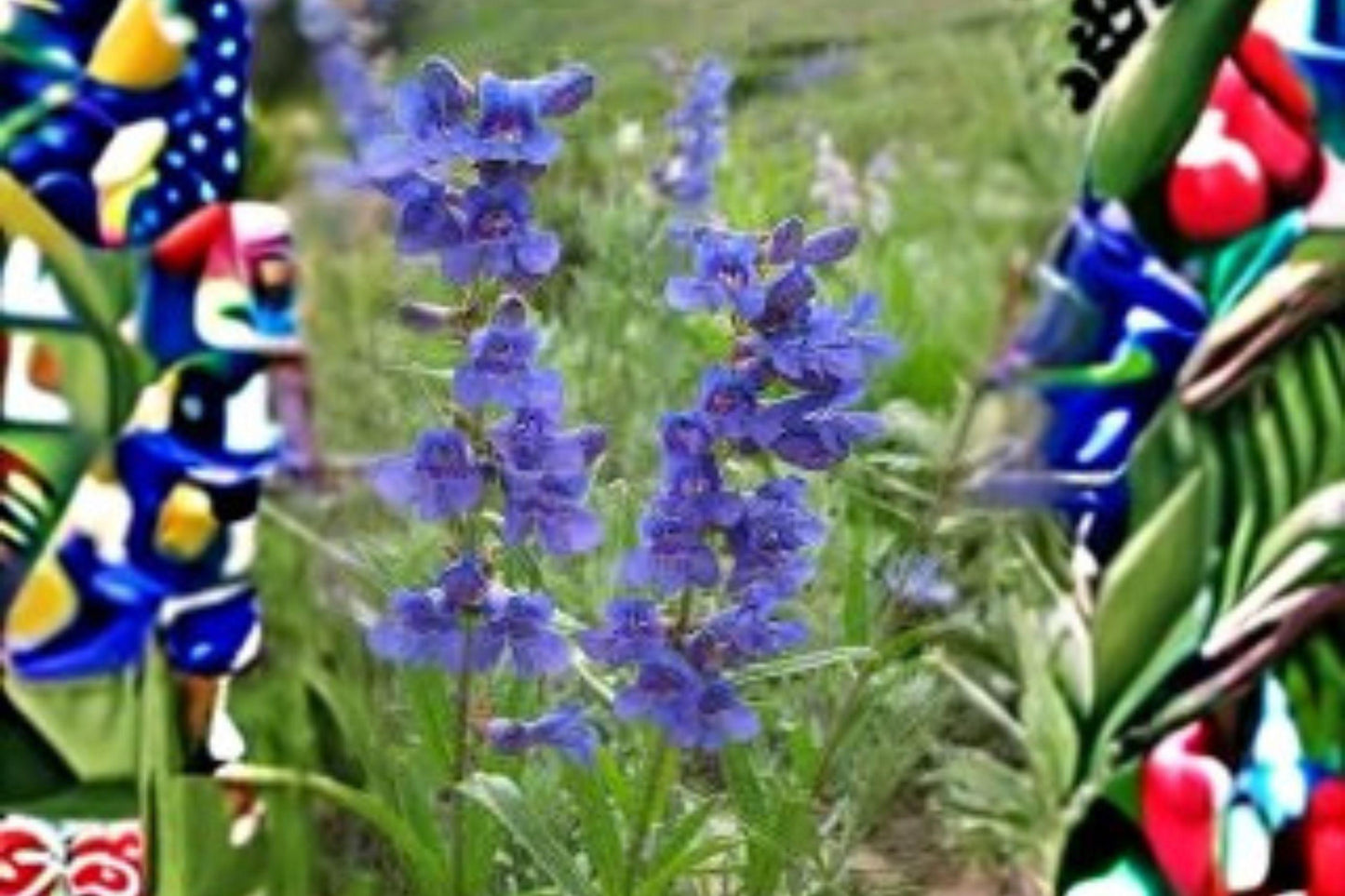 100 mg Penstemon rydbergii Seeds – Rydberg’s Beardtongue Wildflower for Native & Pollinator Gardens