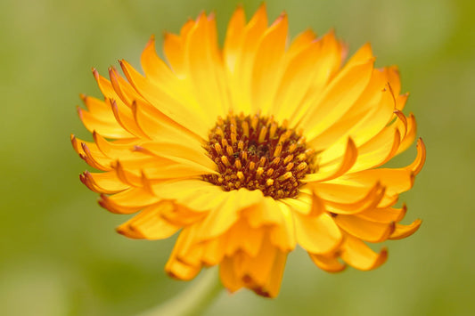 Calendula Flower Seeds - Fiesta Gitana Color Mix - Non-GMO Edible Flowers - Calendula officinalis
