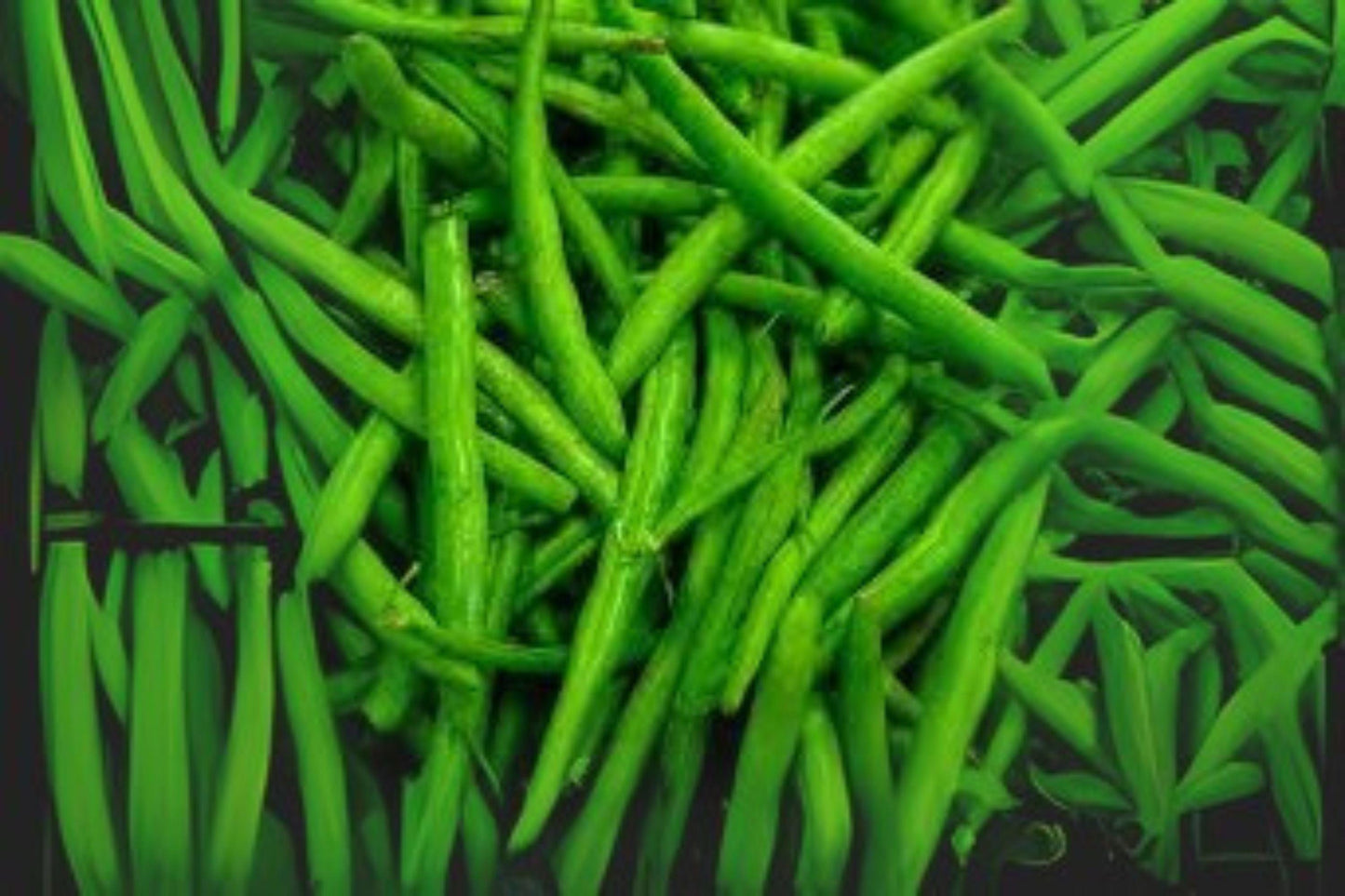 10 Provider Green Bush Bean Seeds – Early Heirloom Stringless Snap Beans, Reliable Garden Vegetable