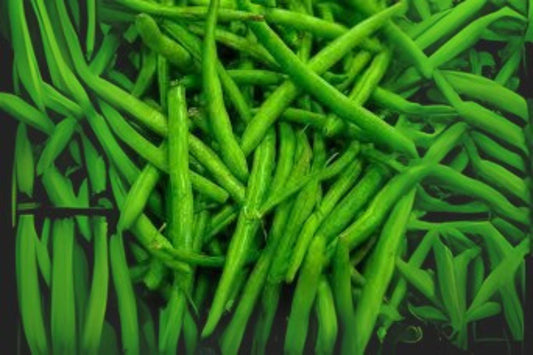10 Provider Green Bush Bean Seeds – Early Heirloom Stringless Snap Beans, Reliable Garden Vegetable