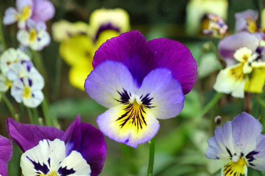 100 Helen Mount Johnny Jump Up Seeds – Viola tricolor – Heirloom Pansy – Edible Flower