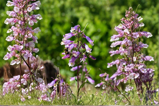 100 Hairy Beardtongue Seeds – Penstemon hirsutus – Native Wildflower – Pollinator Plant