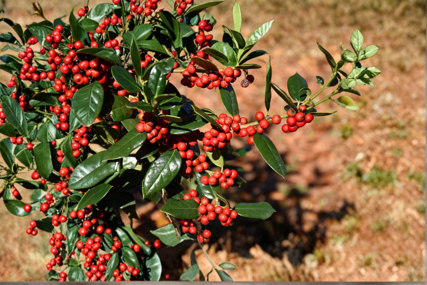 Chinese Holly Seeds: Red Berry Evergreen Shrub, Ornamental Hedge (500 mg)
