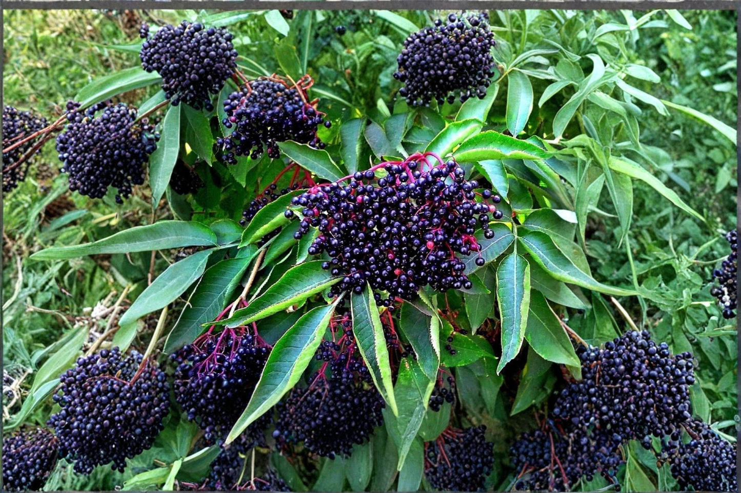 50 American Elderberry Seeds – Sambucus canadensis – Native Edible Berry Shrub
