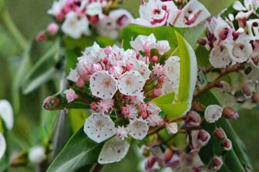 100 Mountain Laurel Seeds – Kalmia latifolia – Native Evergreen Shrub