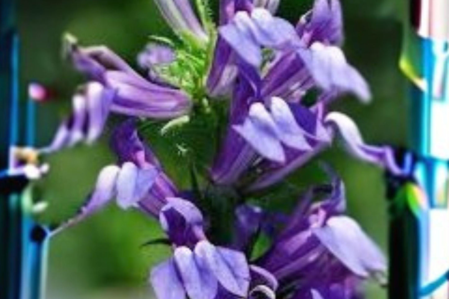 500 Seeds Lobelia siphilitica — Great Blue Lobelia, Native Blue Flower for Wet Gardens